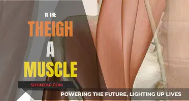 The Thigh's Muscular Makeup: Understanding the Muscle Groups