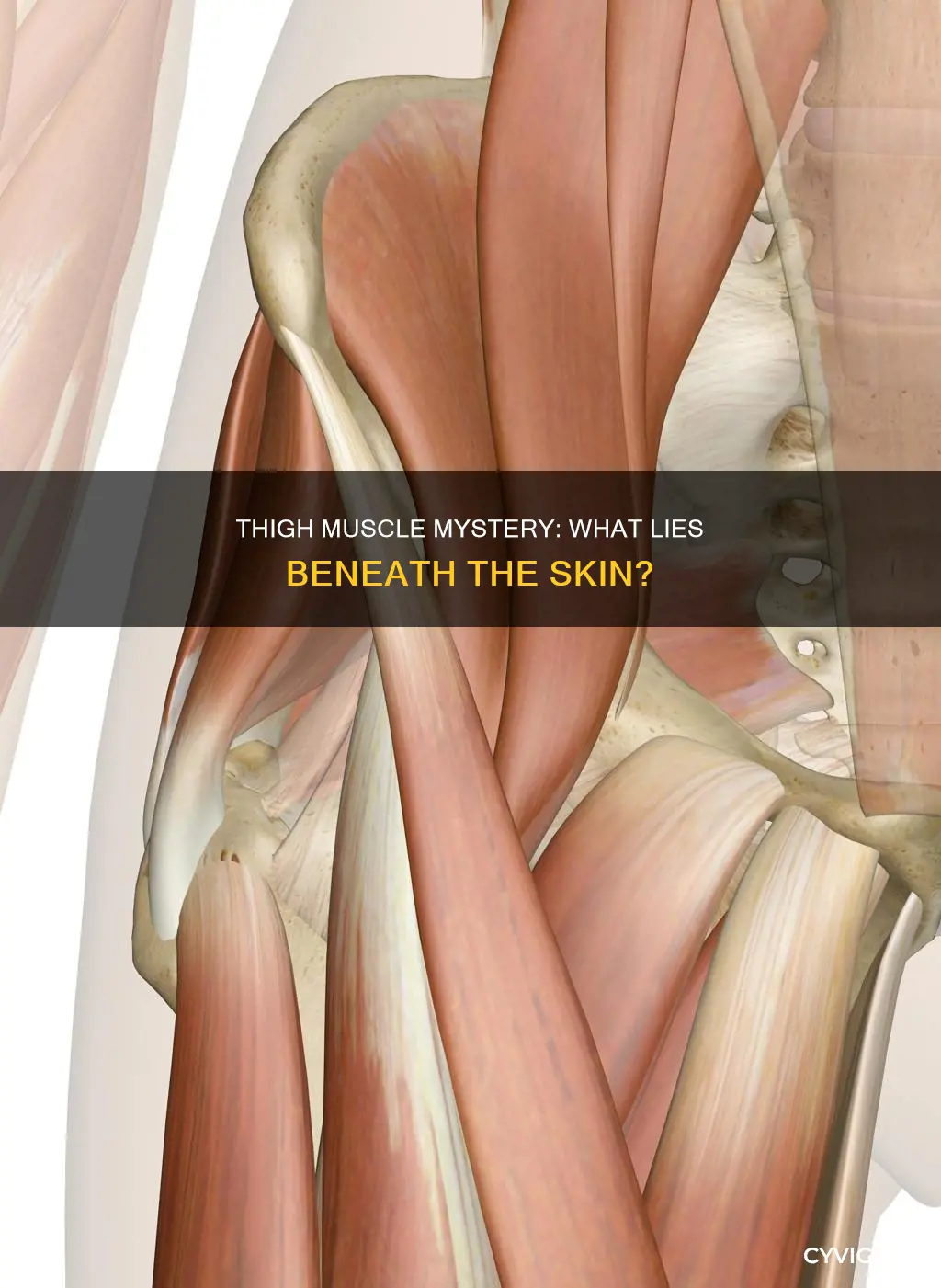 is the thigh a muscle
