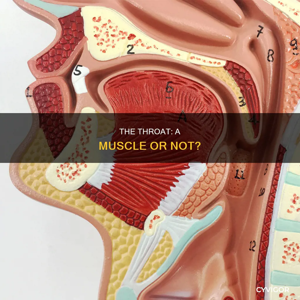 is the throat a muscle