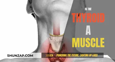 Thyroid and Muscle: What's the Connection?