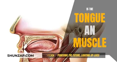 Exploring the Intriguing Nature of the Tongue's Muscularity