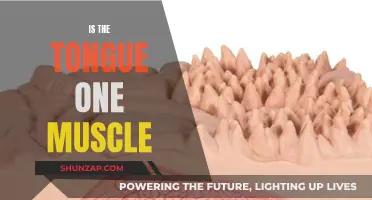 Tongue Twister: Is Tongue One Muscle or Many?
