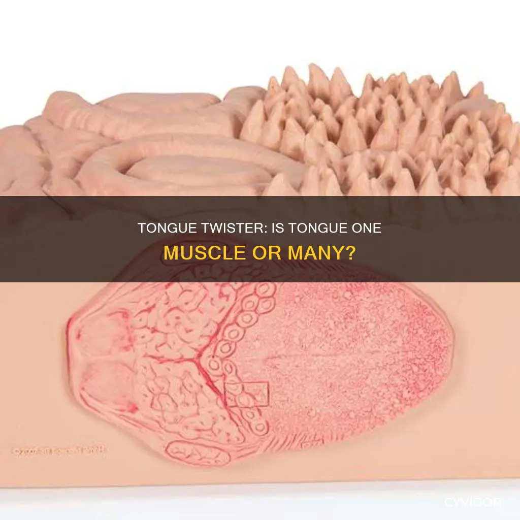 is the tongue one muscle