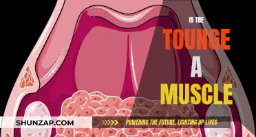 Exploring the Intriguing Nature of the Tongue: Is it Muscular?
