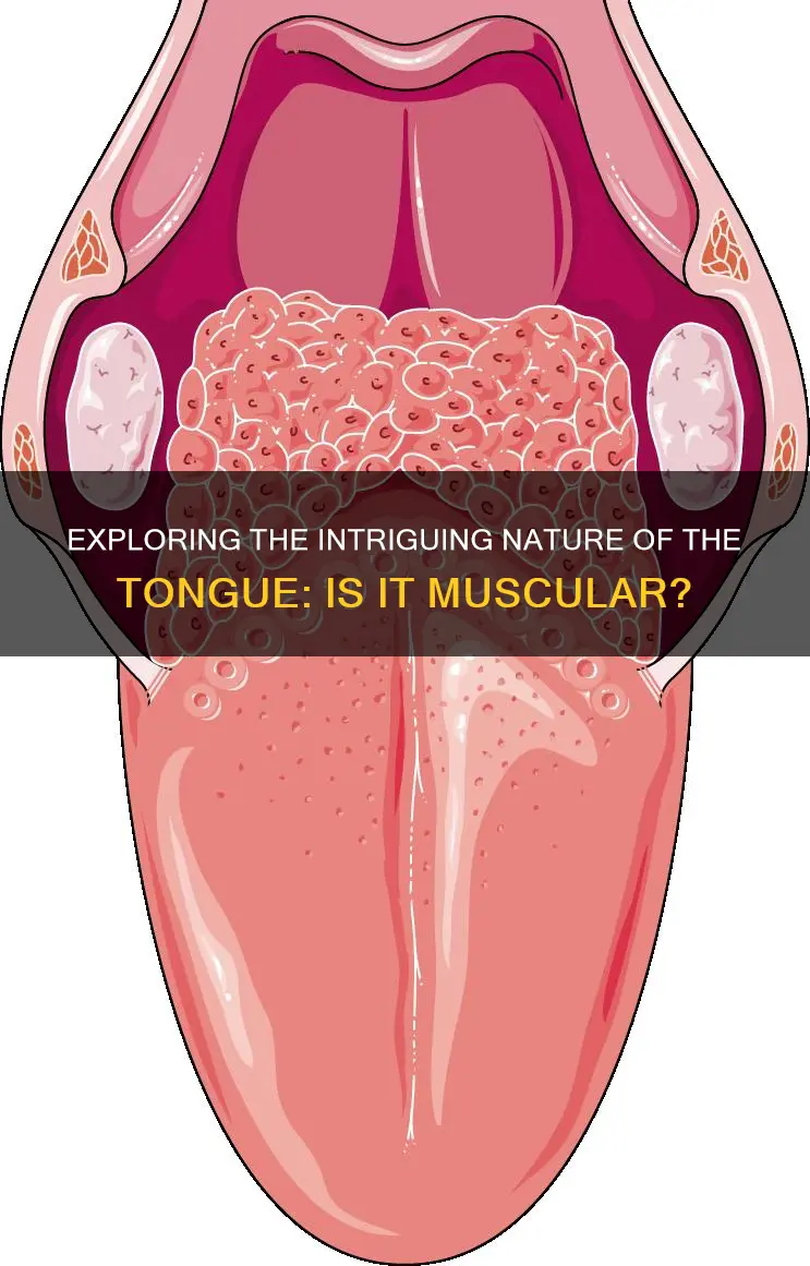 is the tounge a muscle