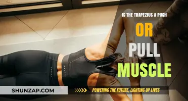 Trapezius Muscle Function: Understanding Its Role in Push or Pull Movements