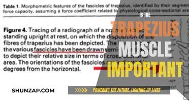 Trapezius Muscle: Uncovering Its Vital Role in Human Body Mechanics