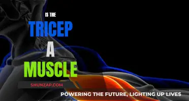 Exploring the Tricep: Unveiling the Muscular Mystery