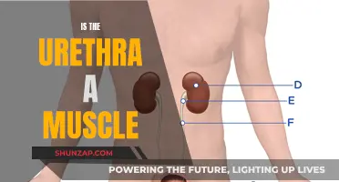 Urethra Muscle Mystery: What's the Truth?