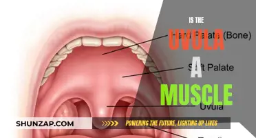 What's the Deal With the Uvula? It's Not a Muscle!