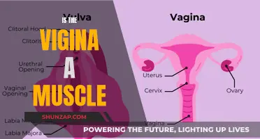 Understanding the Vagina: Muscle or Not?