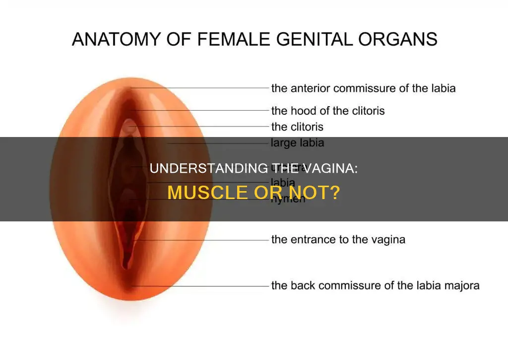 is the vigina a muscle
