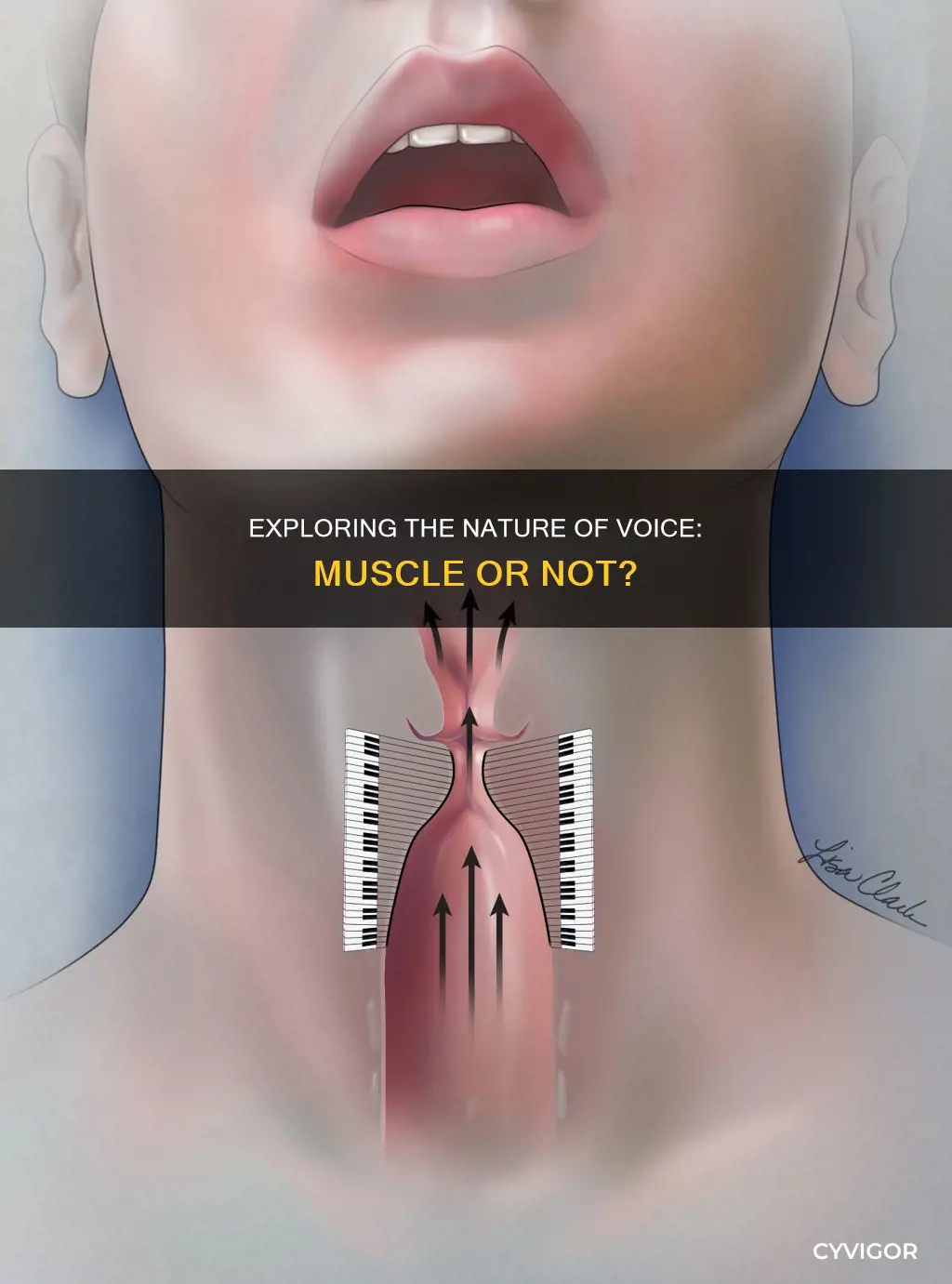 is the voice a muscle
