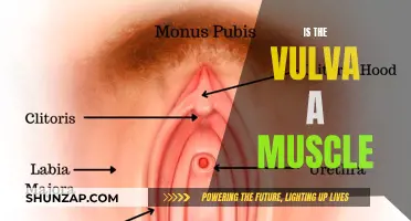 What's the Vulva Made Of? Exploring Its Anatomy