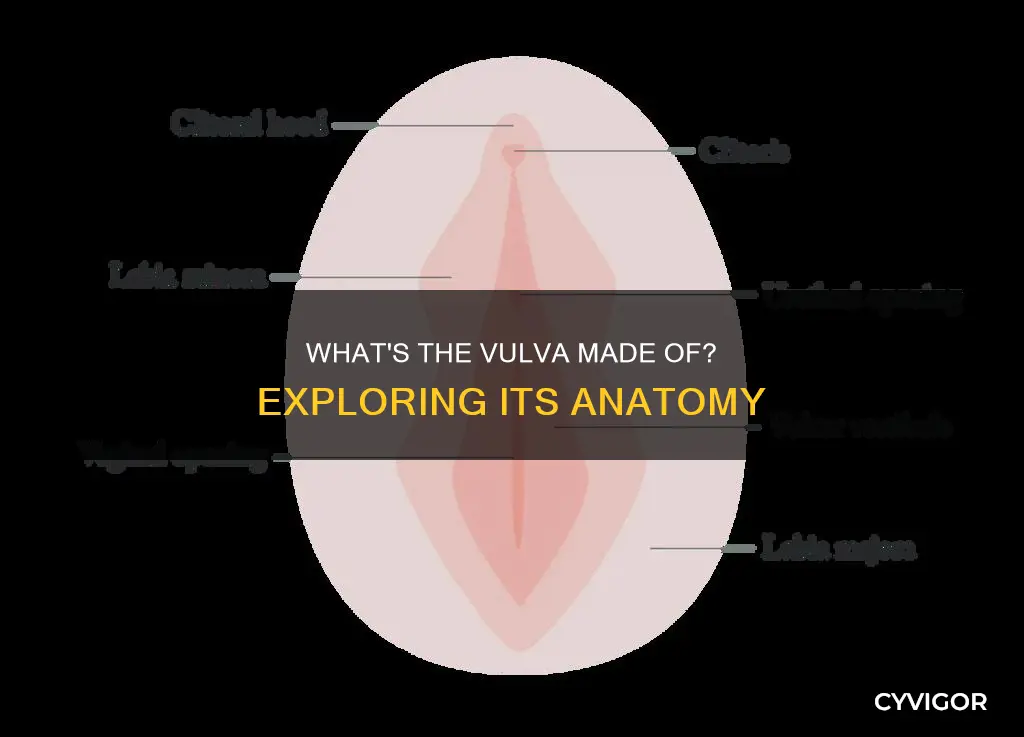 is the vulva a muscle