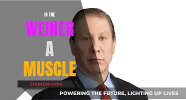 The Wiener Muscle Mystery: Fact or Fiction?