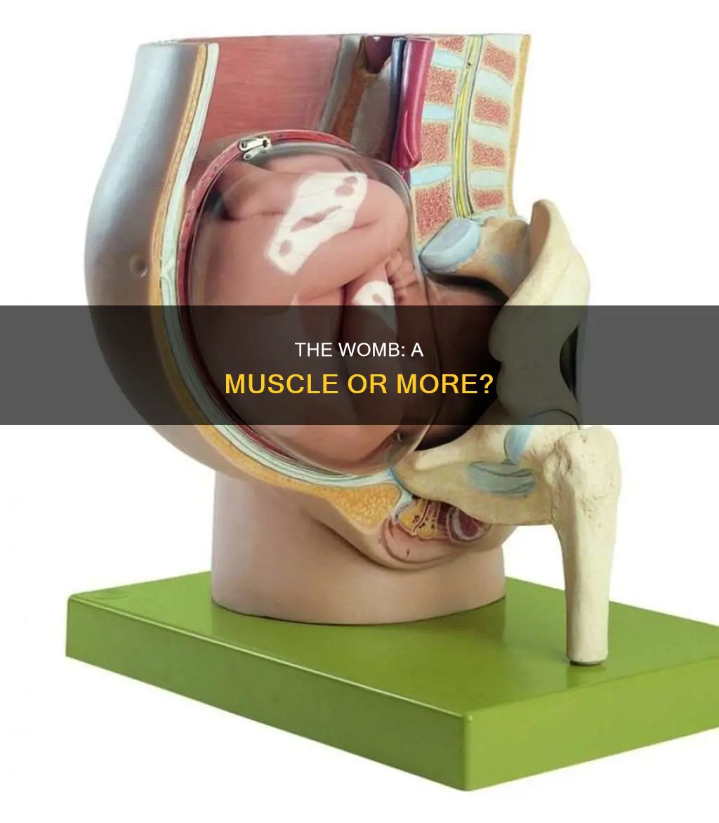 is the womb a muscle
