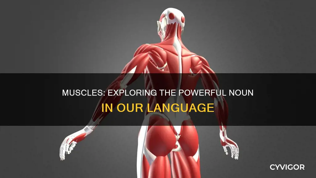 is the word muscles noun