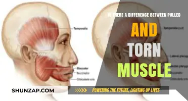 Pulled vs. Torn Muscle: Understanding the Key Differences and Symptoms