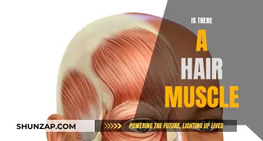 Unveiling the Mystery of Hair Muscles: Fact or Fiction?