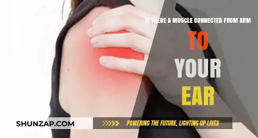 Unraveling the Myth: Arm-to-Ear Muscle Connection Explained
