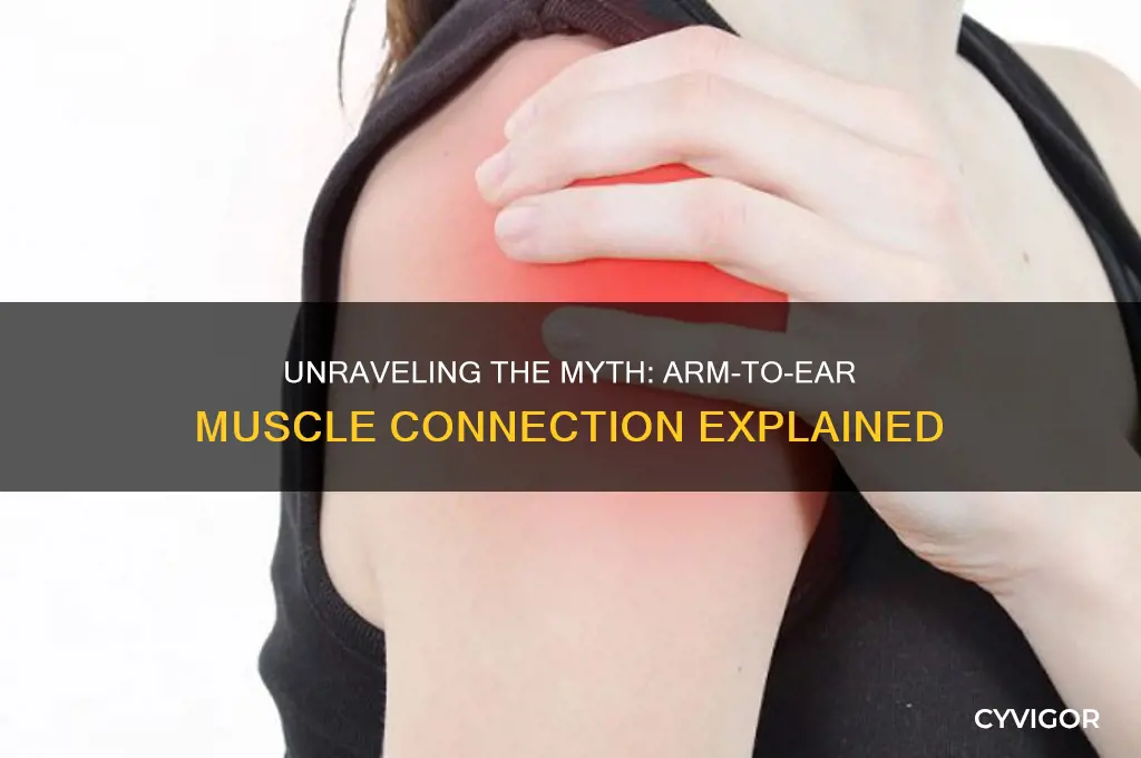 is there a muscle connected from arm to your ear