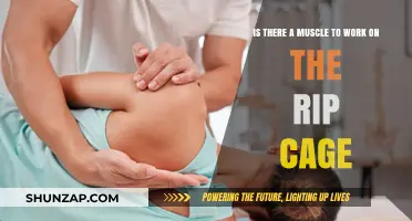 Strengthening Your Rib Cage: Muscles to Target for Stability and Support