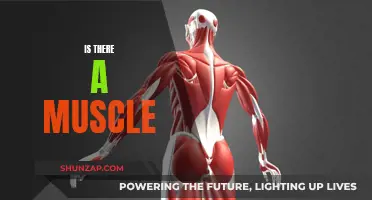 The Mystery of 'Is There a Muscle?' Explained