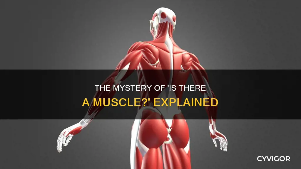 is there a muscle
