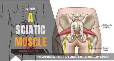 Sciatic Muscle: Myth or Reality?