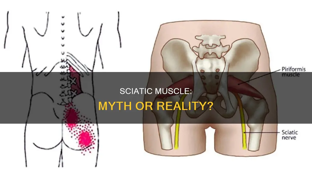 is there a sciatic muscle