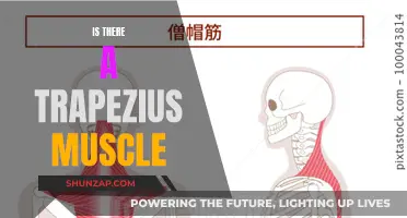 The Trapezius Muscle: Understanding Its Existence and Significance