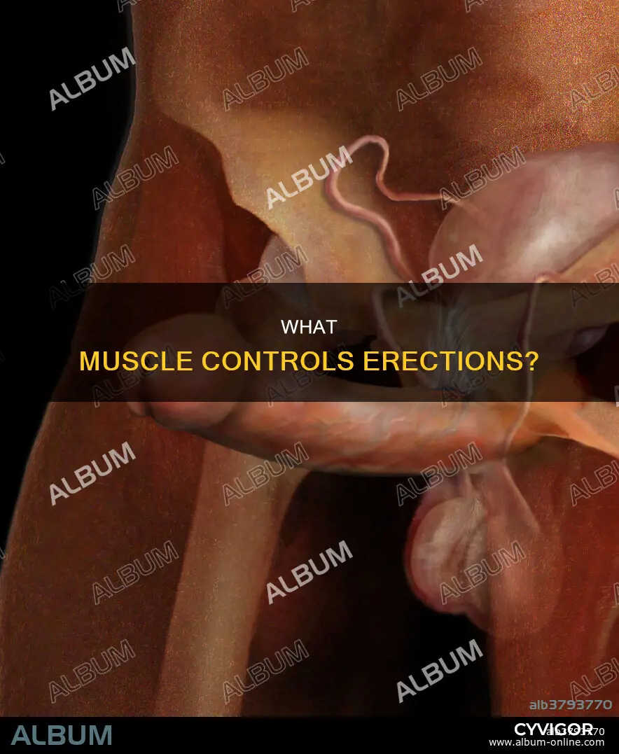 is there an erection muscle