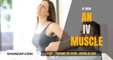 The Myth of IV Muscles: What You Need to Know