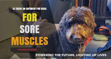 Can Dogs Use Ontimen for Sore Muscles? A Pet Owner's Guide