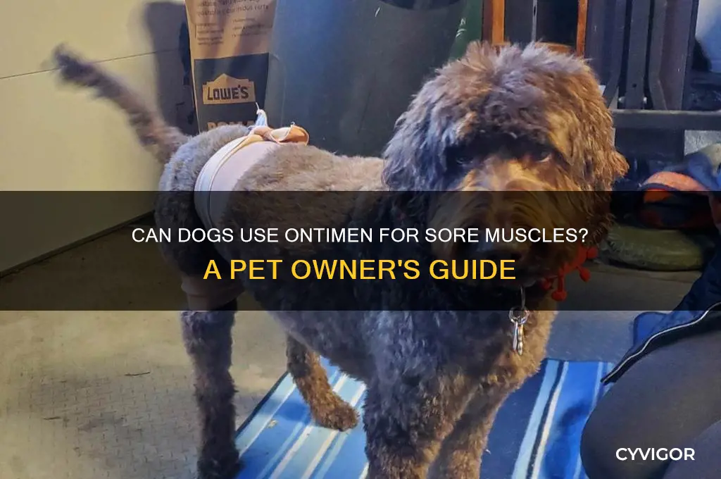 is there an ontimen for dogs for sore muscles