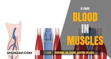 Blood in Muscles: What's the Deal?