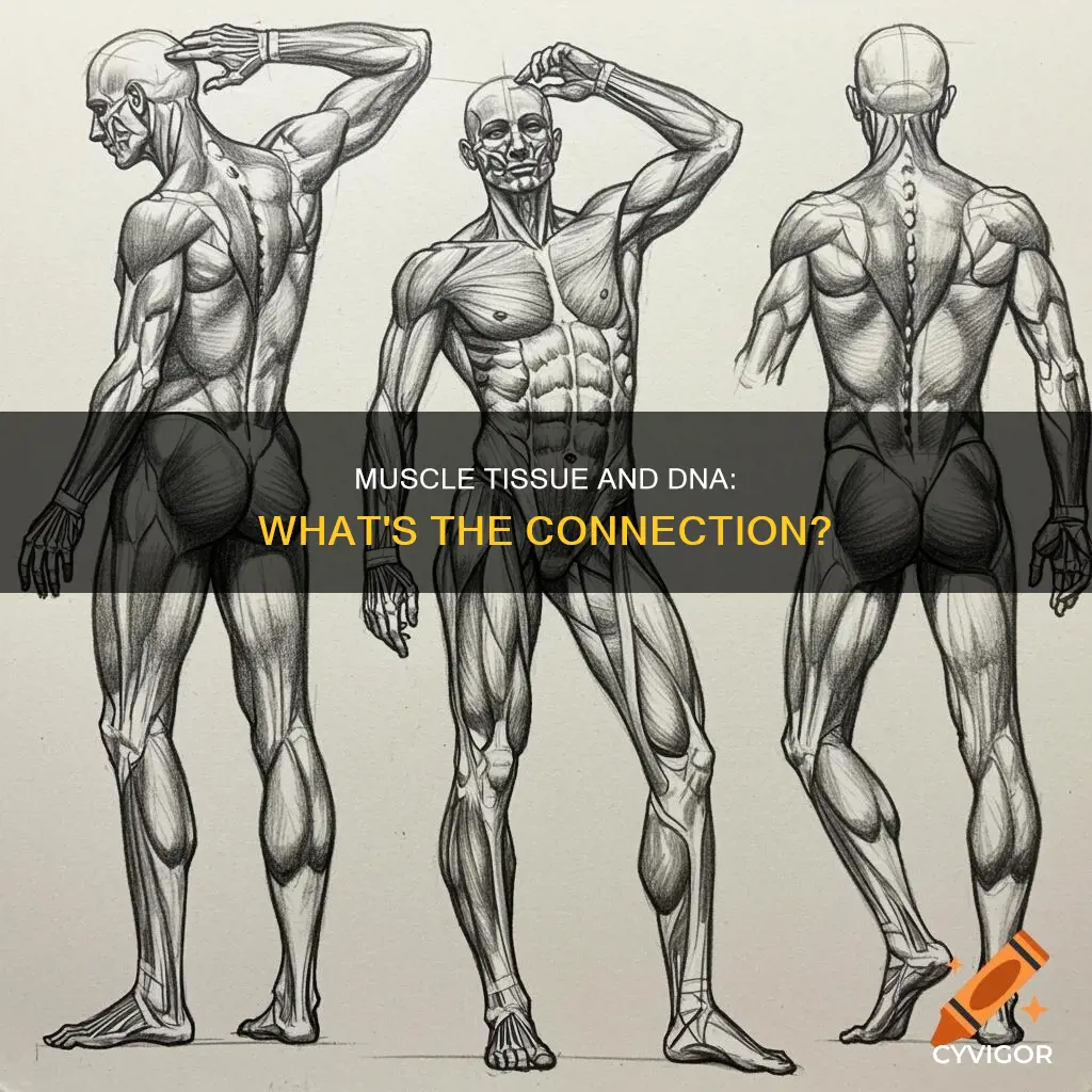 is there dna in muscles
