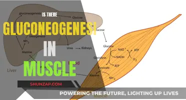 Gluconeogenesis in Muscles: How and Why?