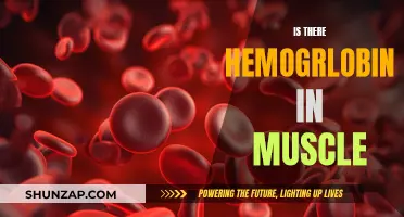Hemoglobin in Muscles: What's the Truth?