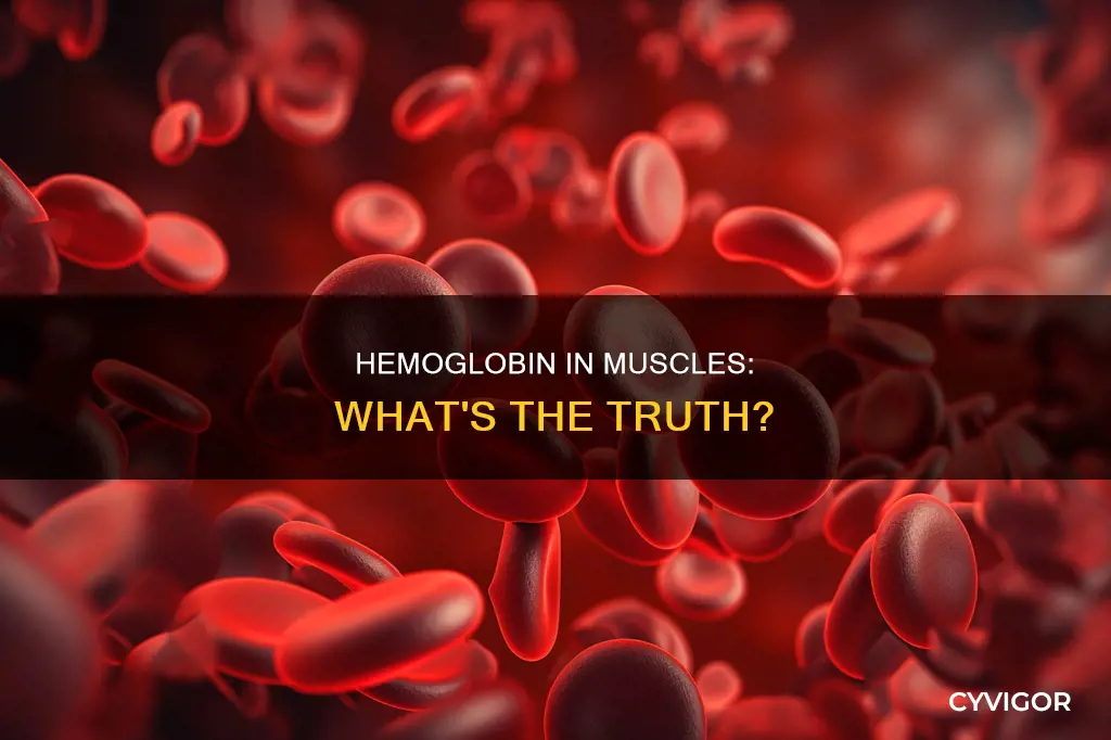 is there hemogrlobin in muscle