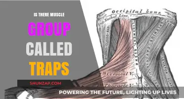 Understanding the Traps: Are They a Distinct Muscle Group?