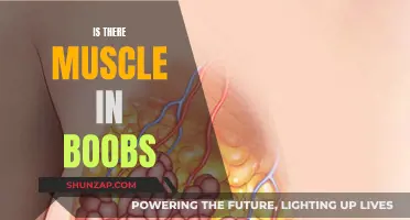 The Truth About Breast Composition: Muscle or Not?