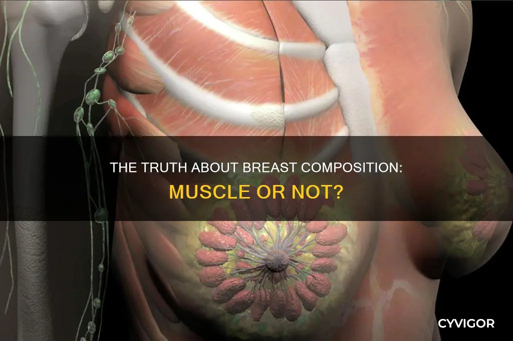 is there muscle in boobs