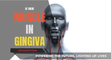 Gingiva and Muscles: What's the Connection?