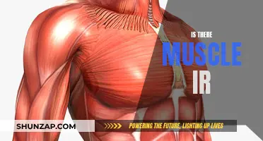 Muscle Inflammation and Irritation: Is There a Link?