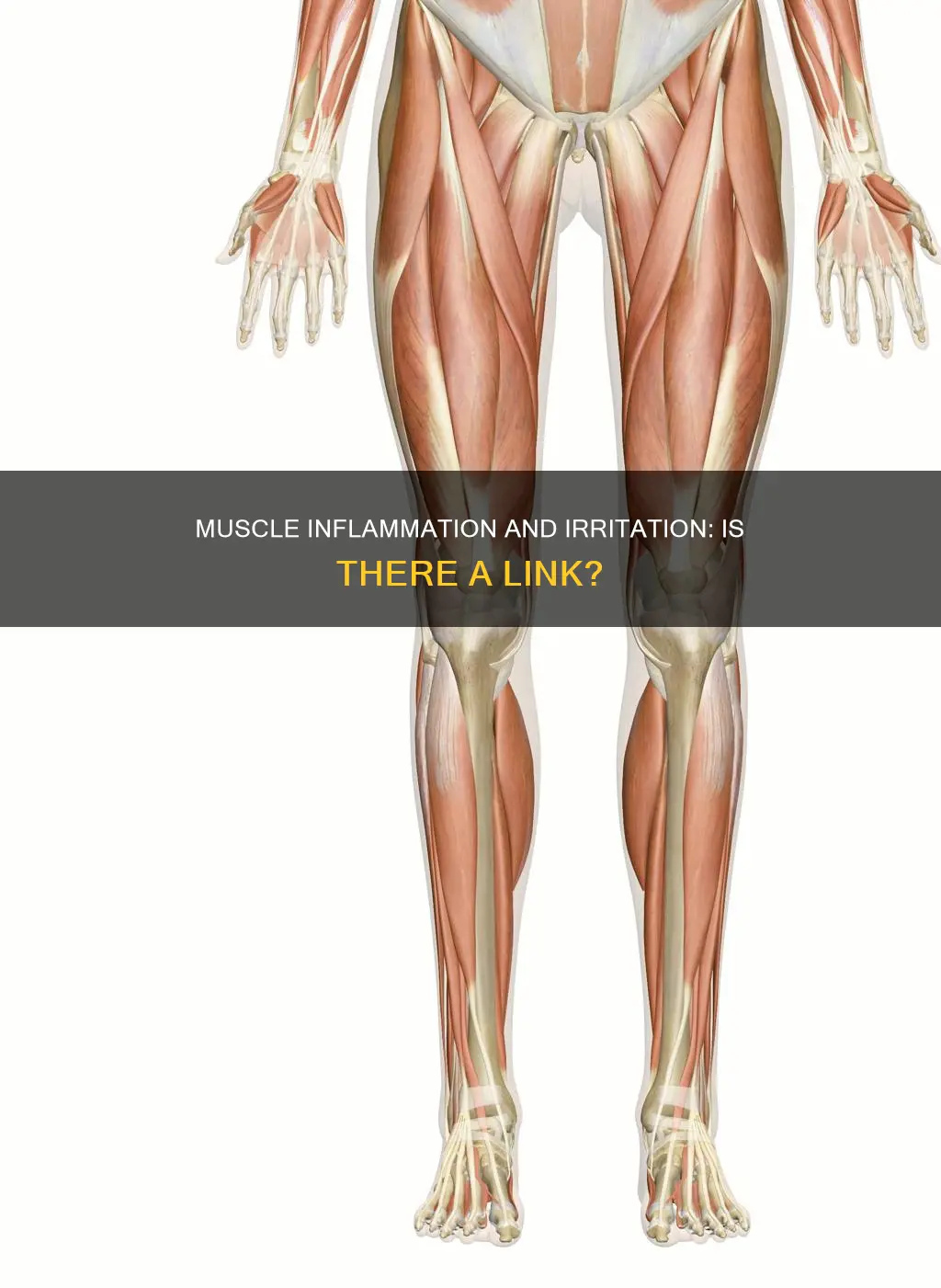 is there muscle ir