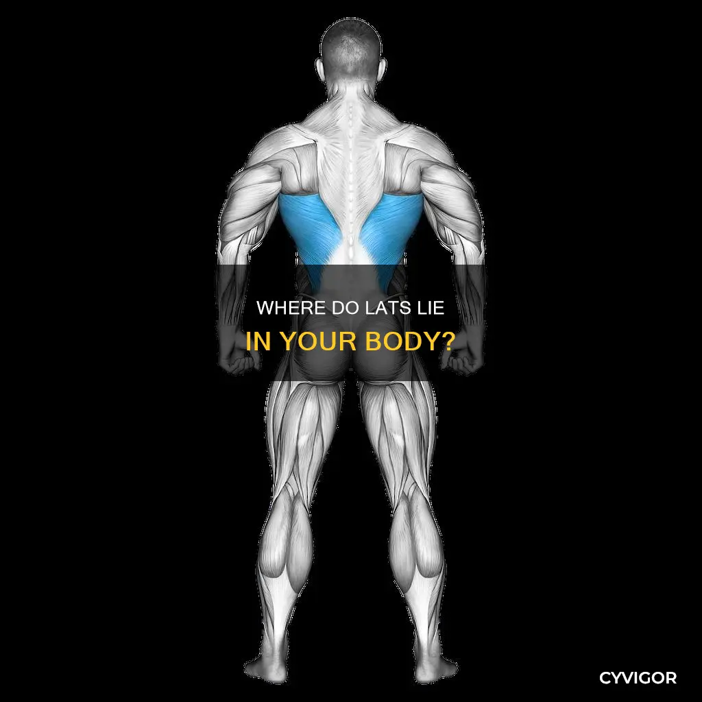 is there muscle under lats