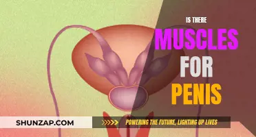 The Muscularity of the Penis: Myth or Reality?