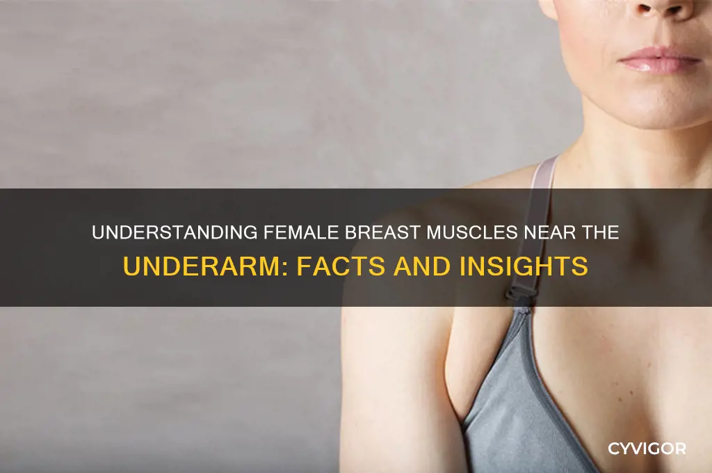 is there muscles in female breast close to under arm